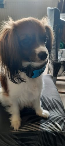 Customer photo review of Collier Anti Aboiement PuppySafe