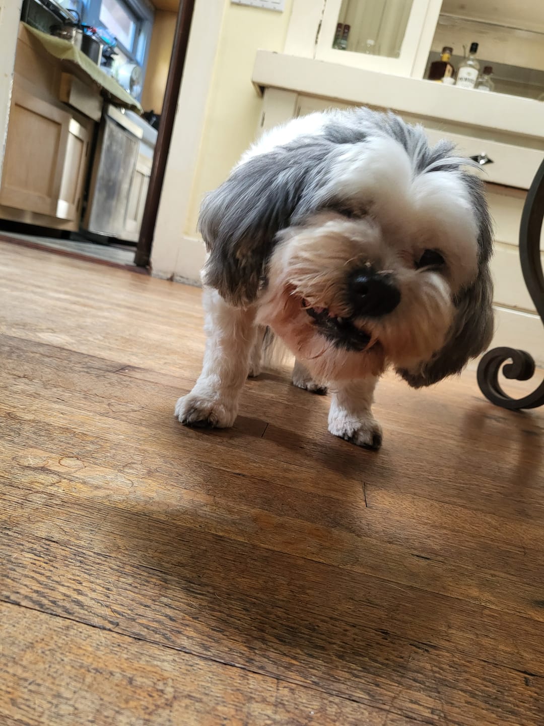 Customer photo review of Mini Rabbit Feet
