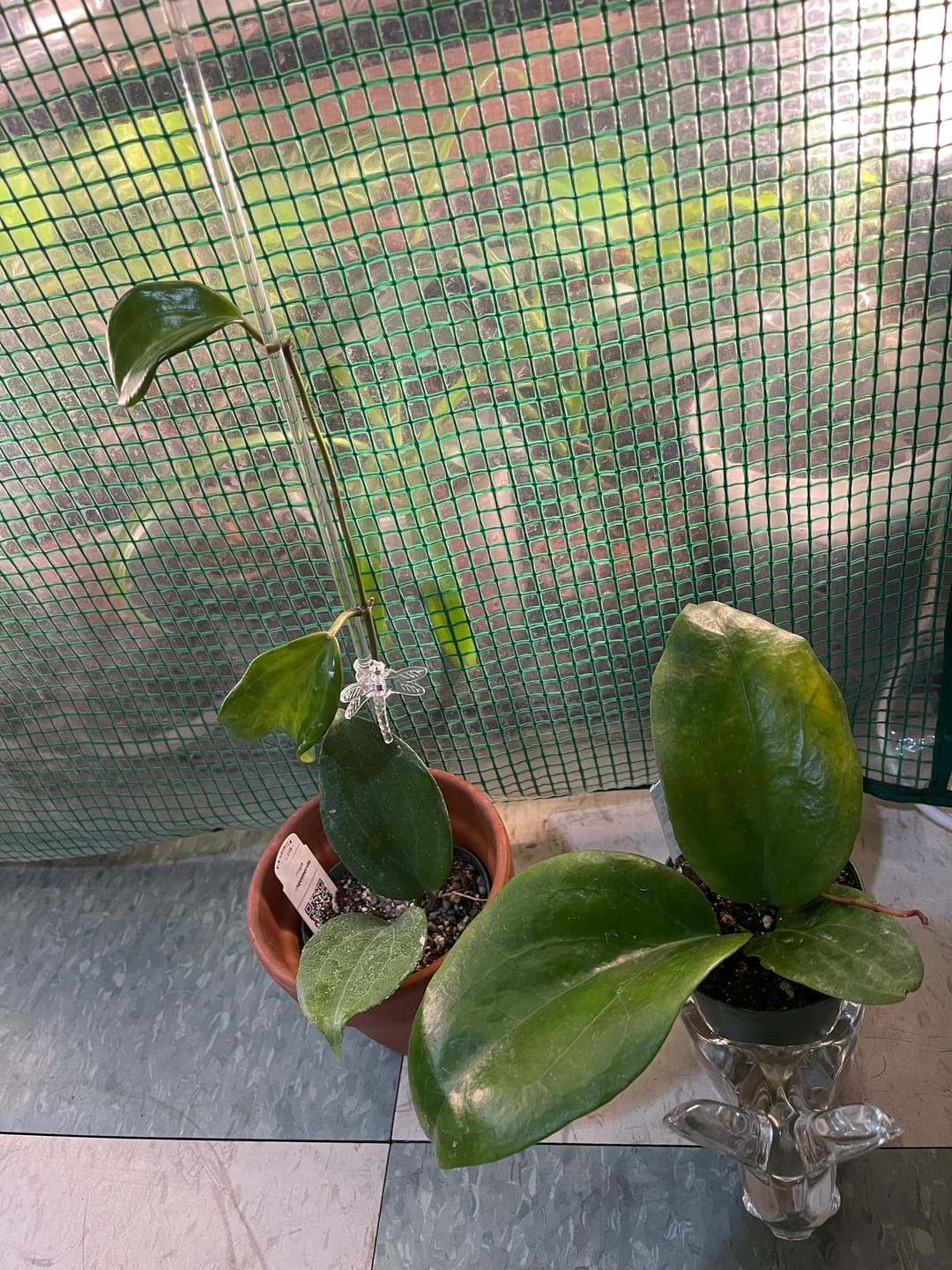 Customer photo review of Hoya surigaoensis