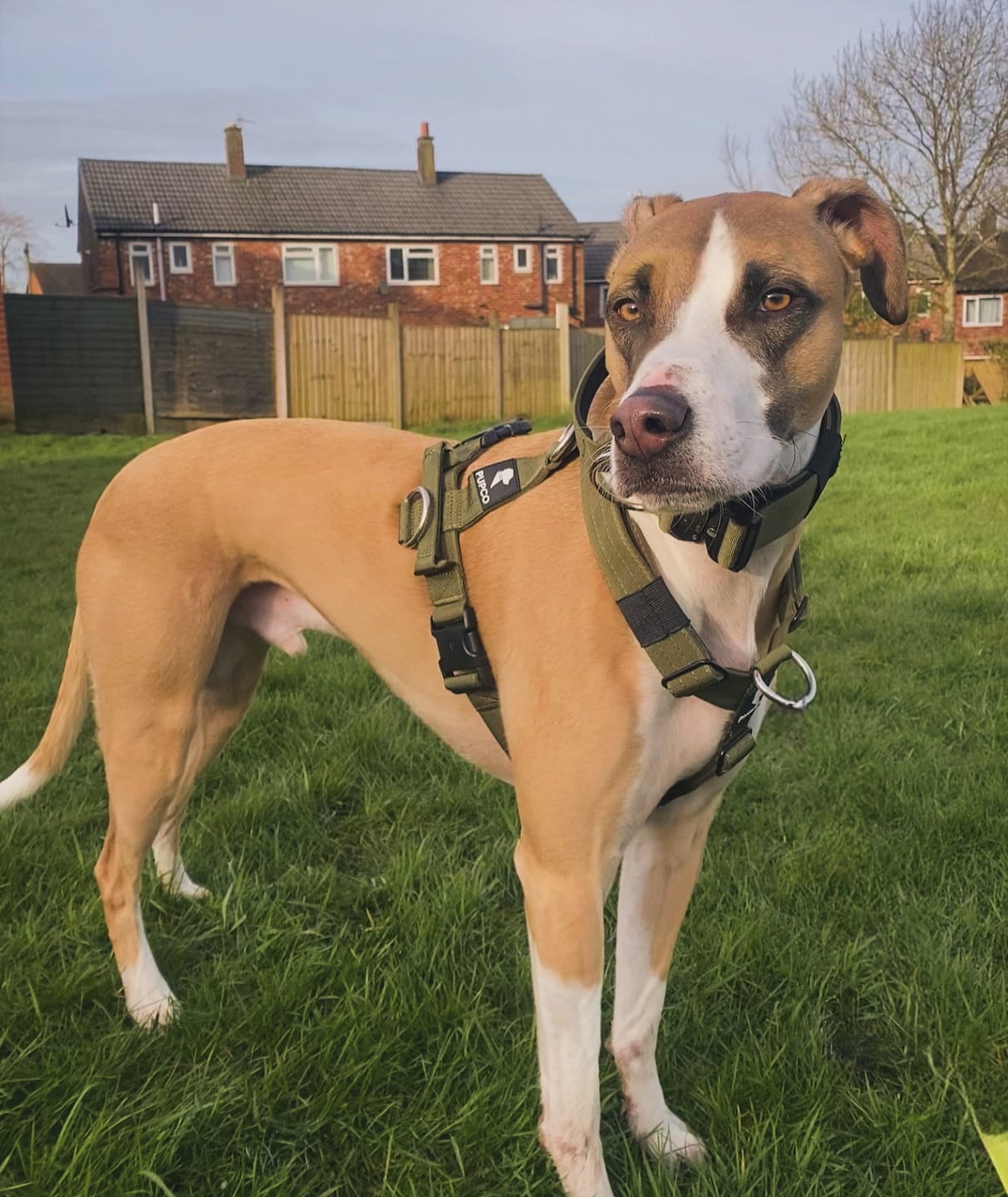 Customer photo review of Ultra Harness - Anti pull - Khaki
