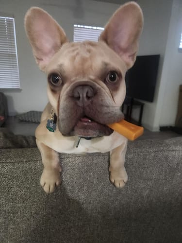 Customer photo review of PUMPKIN CHEW