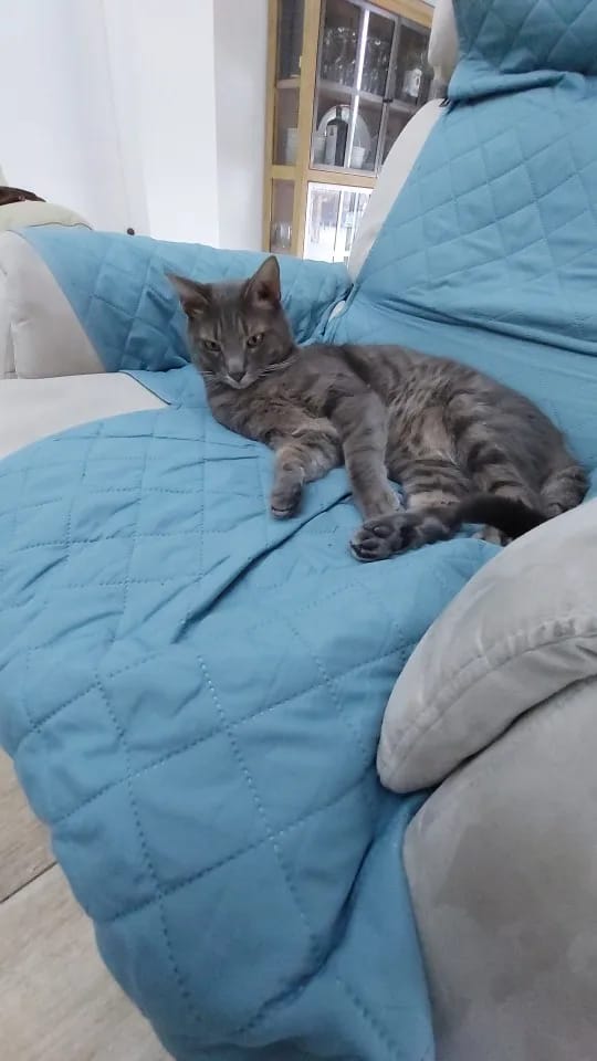 Customer photo review of Housse Protectrice pour Fauteuil Inclinable
