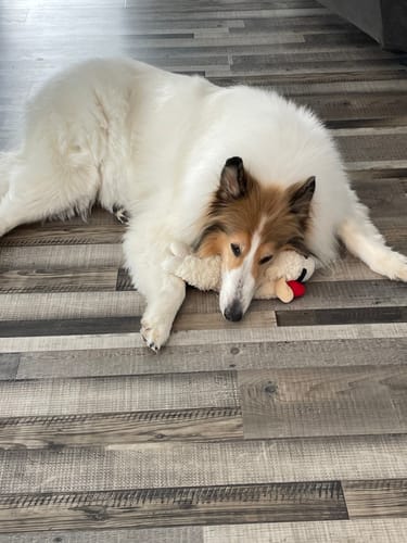 Customer photo review of Stronghold Teal For Dogs 44-88lbs (20-40kg)