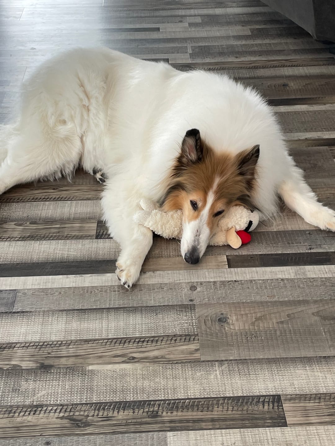 Customer photo review of Stronghold Teal For Dogs 44-88lbs (20-40kg)