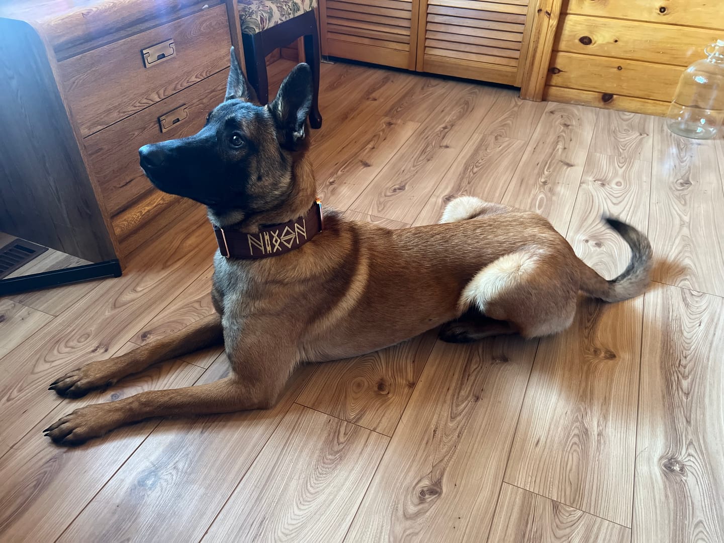 Customer photo review of 2" Tacti Luxe Dog Collar - Rose Gold - Chocolate