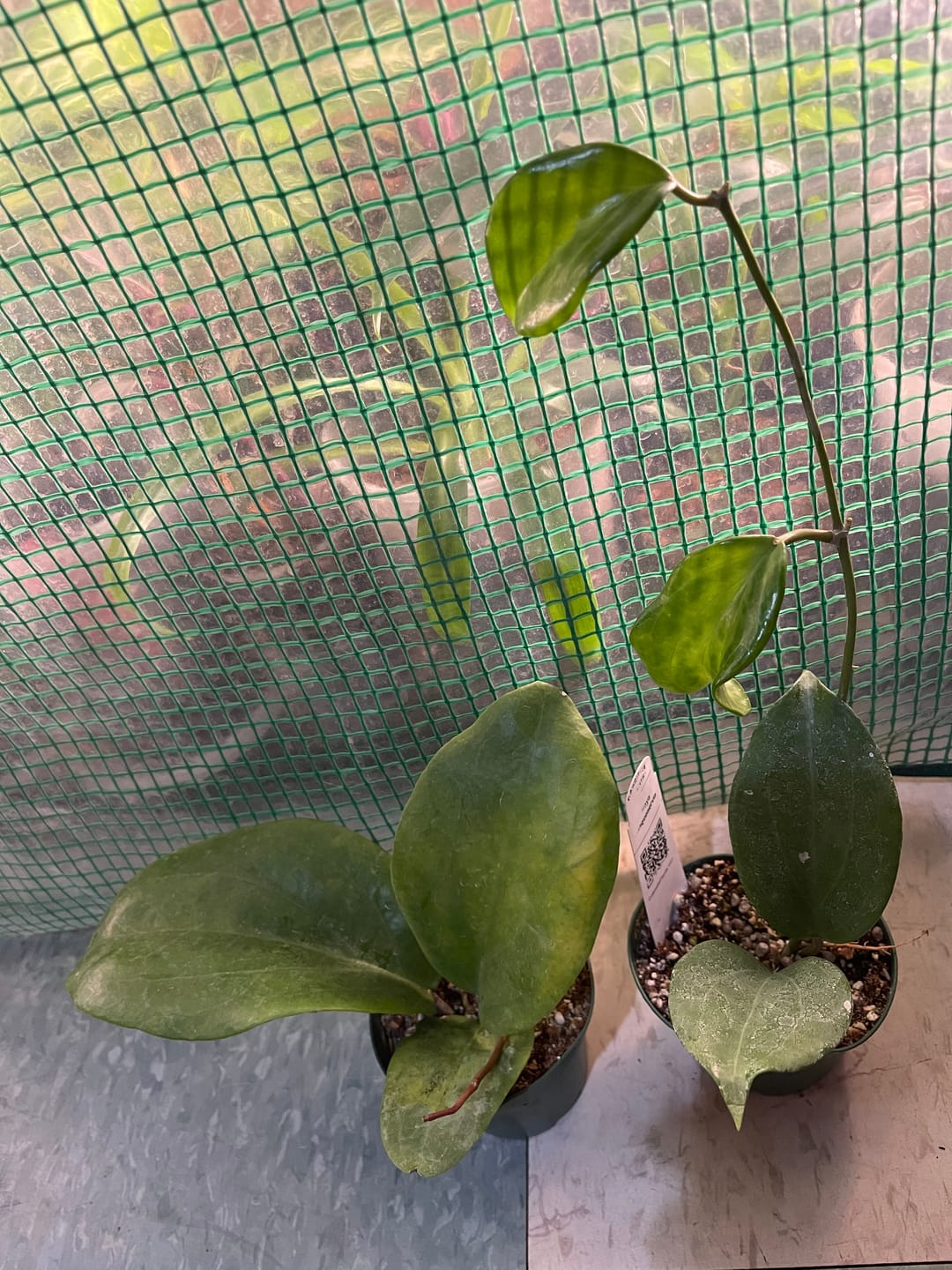 Customer photo review of Hoya quinquenervia