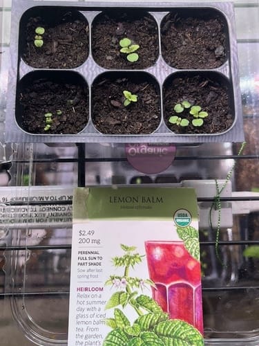Customer photo review of Lemon Balm Seeds
