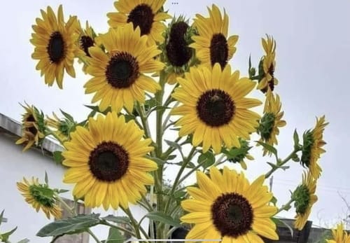 Customer photo review of Lily Darling Letters 1923