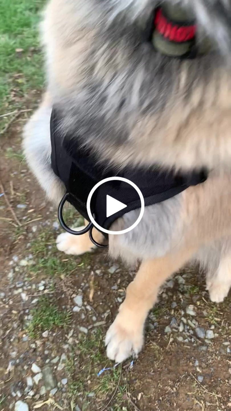 Customer video review of HNTR 3.0 Dog Harness - Blackout