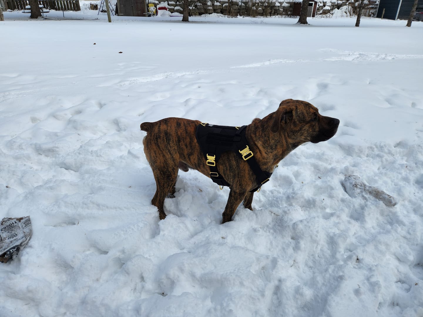 Customer photo review of HNTR 3.0 Dog Harness - Noir