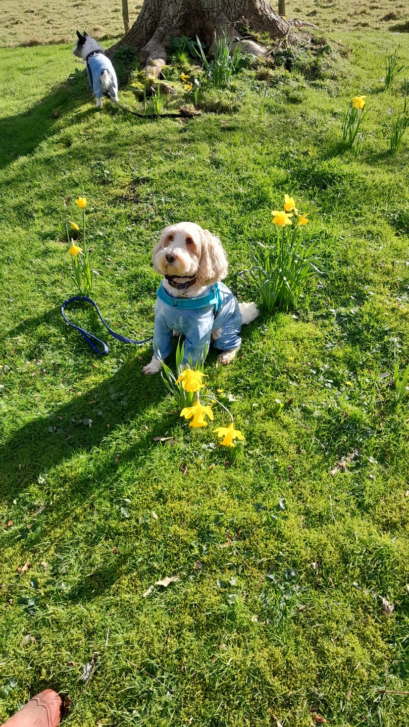 Customer photo review of Rechargeable Anti Bark Training Collar - Sound & Vibration - No Shock