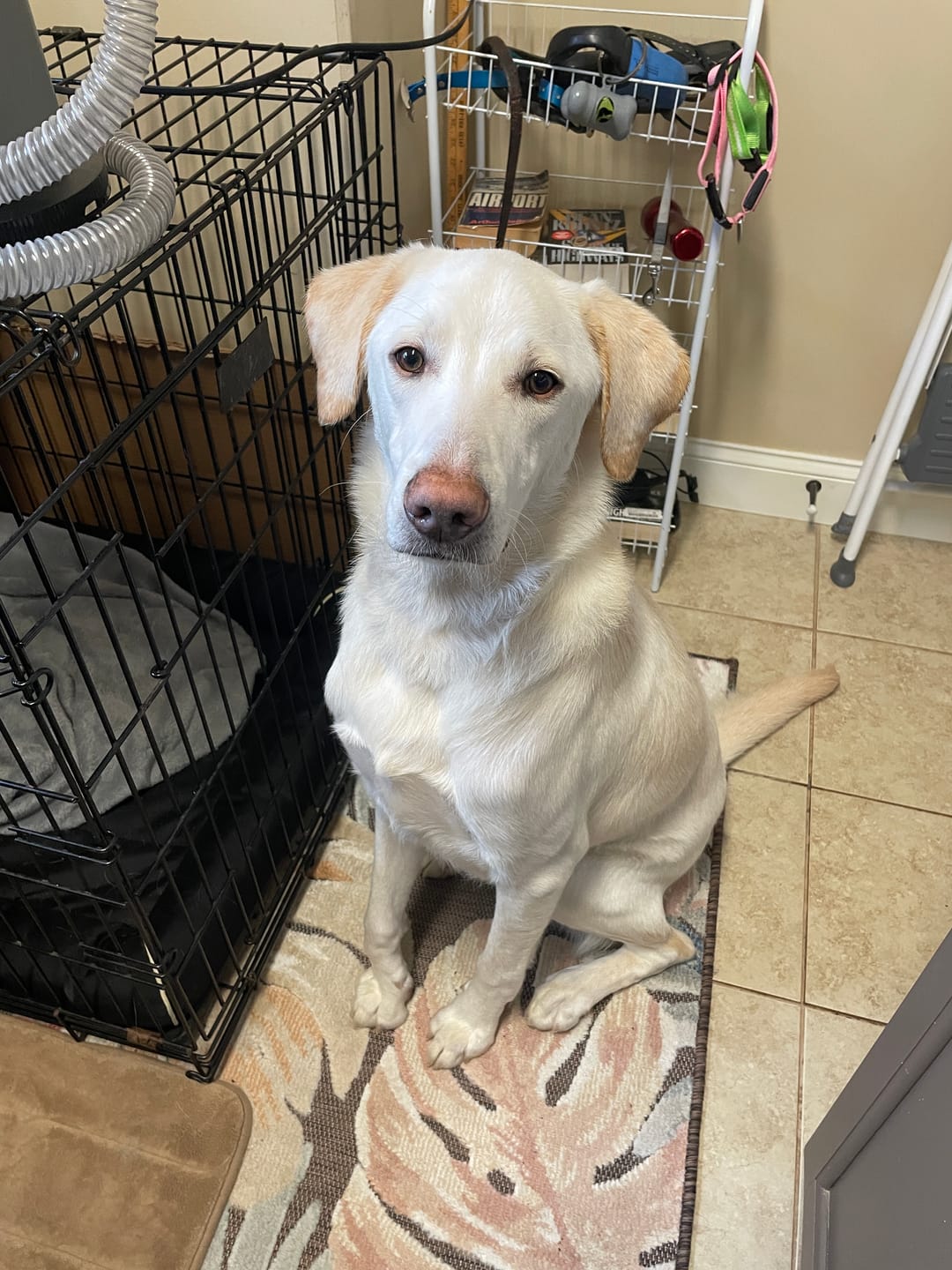 Customer photo review of Carrying Case for furMe Grooming Vacuum