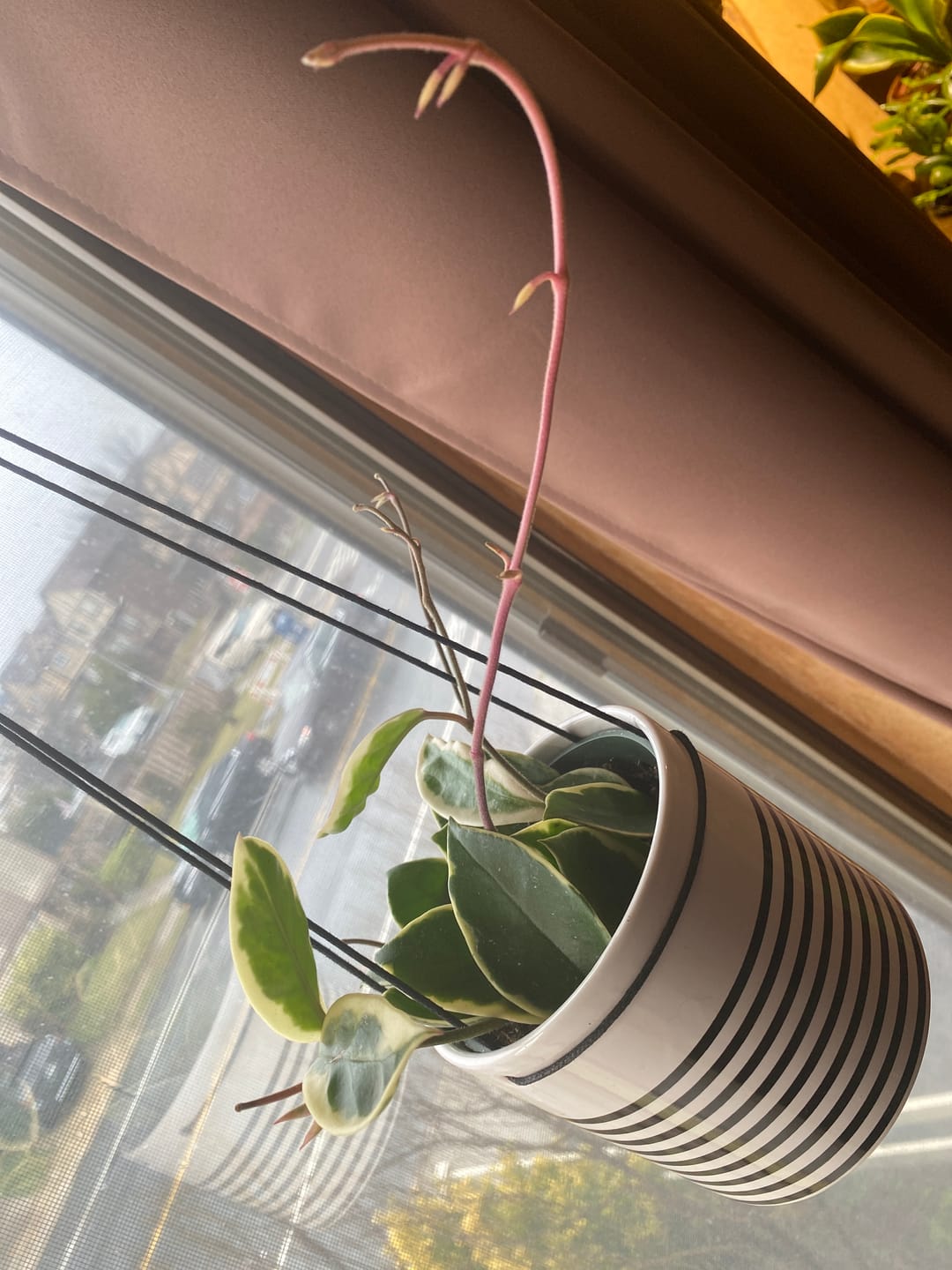 Customer photo review of Hoya carnosa 'Krimson Queen'
