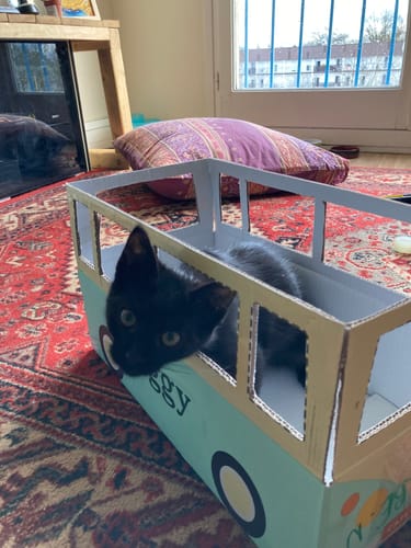 Avis photo d'un client sur Croquettes Chaton Sans Céréales - Poulet & Huile de Saumon