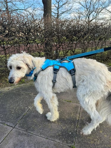 Customer photo review of Sighthound Escape Proof Harness