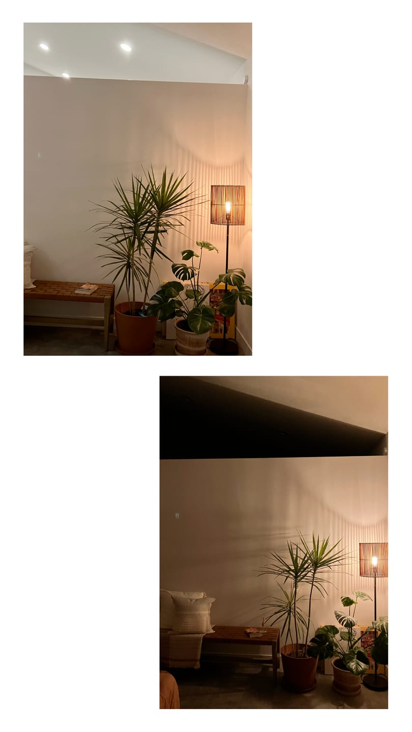 Customer photo review of Dracaena Dragon Tree Green, Tree Form