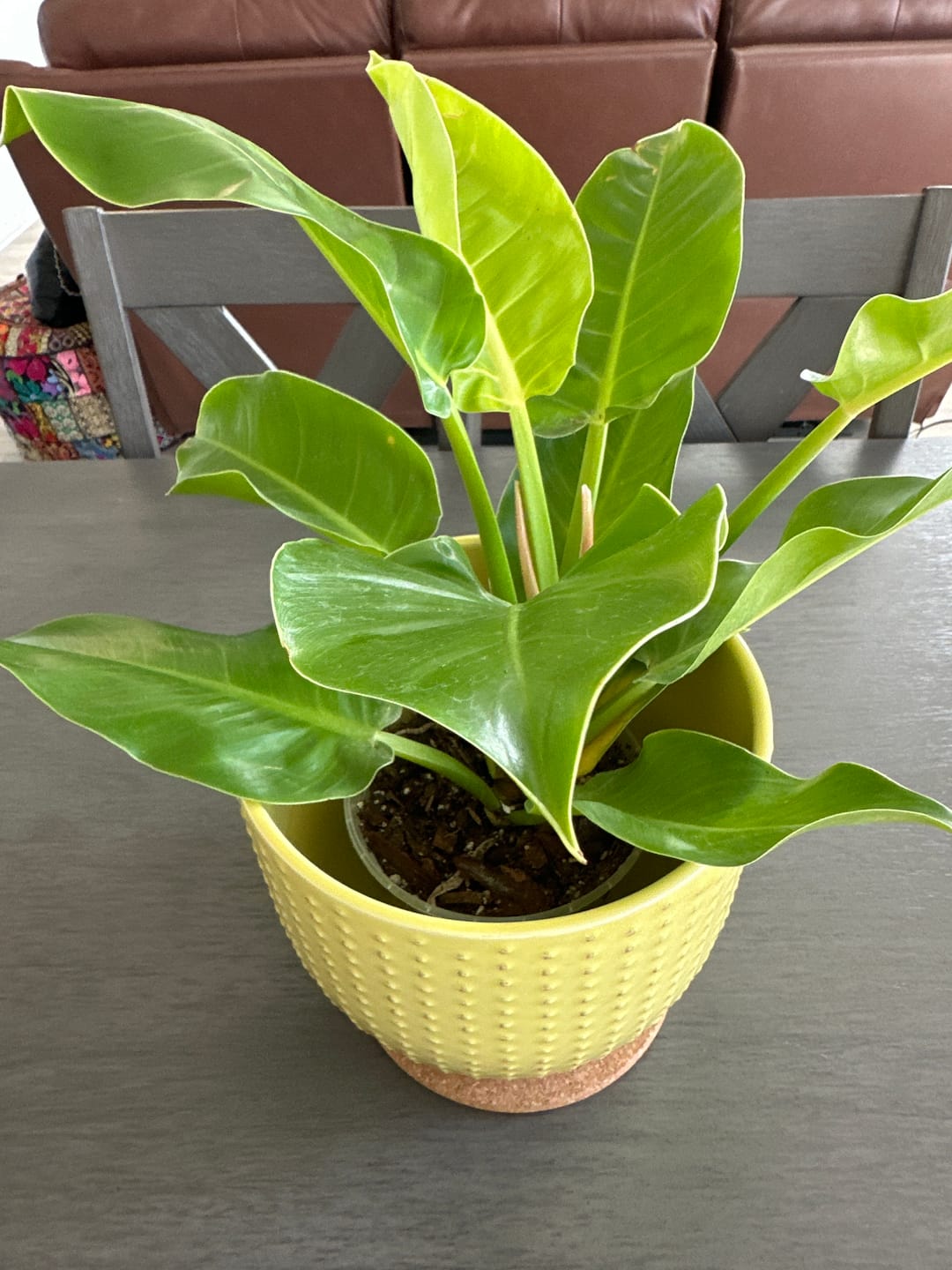 Customer photo review of Philodendron 'Moonlight'