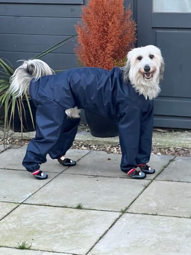 Customer photo review of Nylon Trouser Suit - Dog Coat with Legs