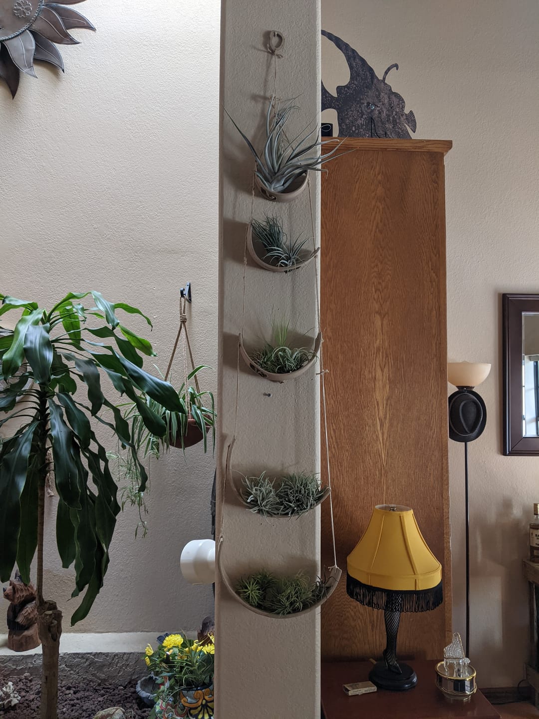 Customer photo review of 10 Pack Premium Air Plants Mix  *Cannot Be Shipped Internationally*