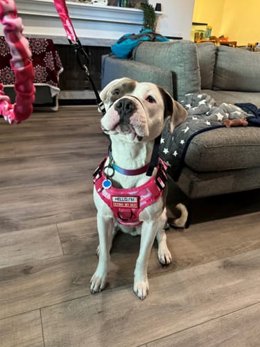 Customer photo review of Classic Heavy-Duty Tactical No-Pull Team K9™ Dog Harness With Front & Back D-Rings, Quick-Release Metal-Buckles, Hook & Loop Panels, & Top Handle