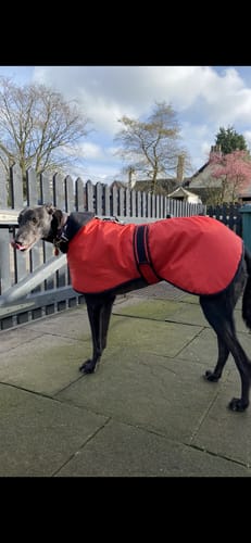 Customer photo review of Vetra - Warm Sighthound Coat with Zip Harness Hole