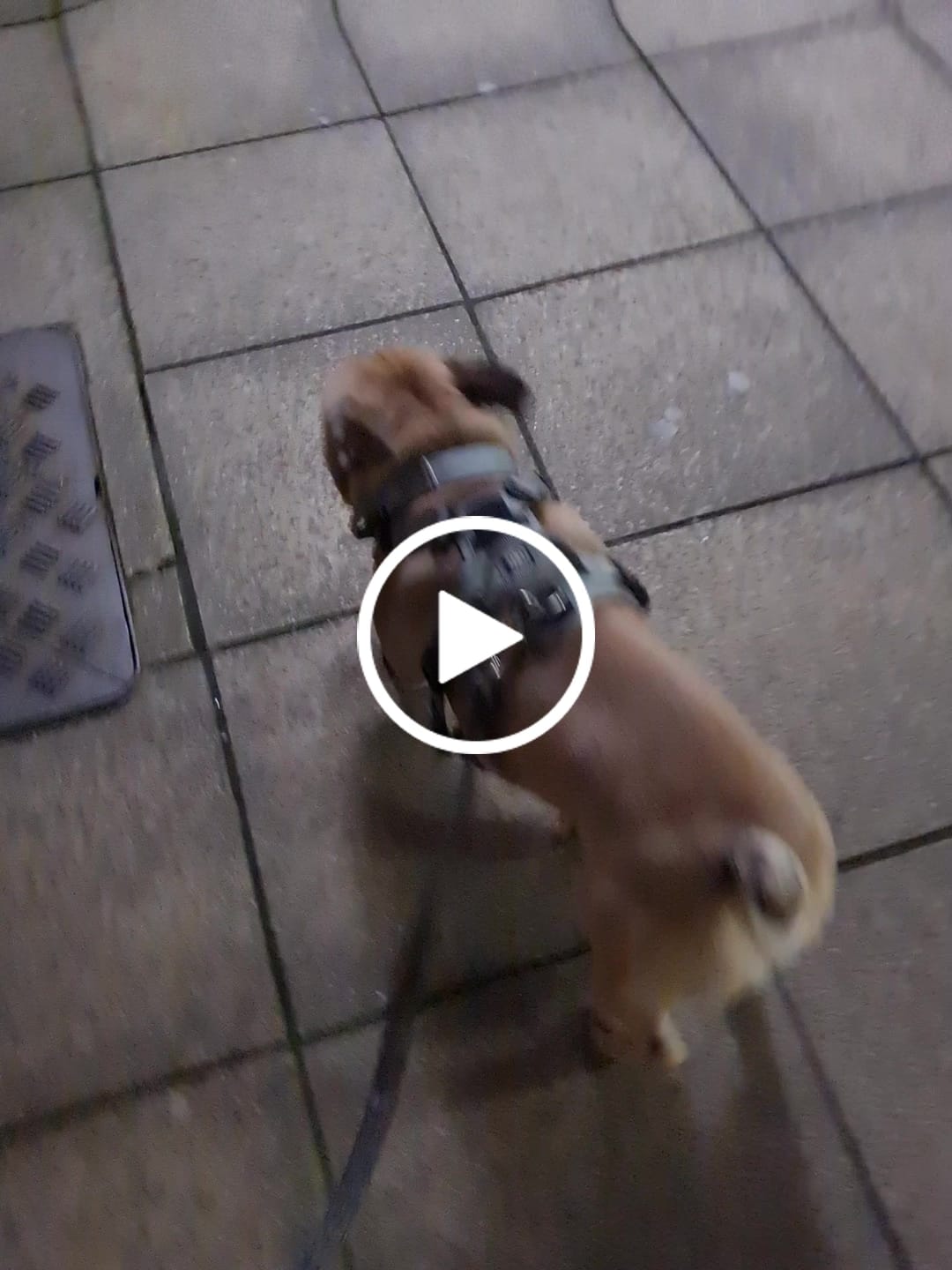 Customer video review of 2.5cm Combat® Collar | With Handle & Rated Clip - Metal Grey v2.0