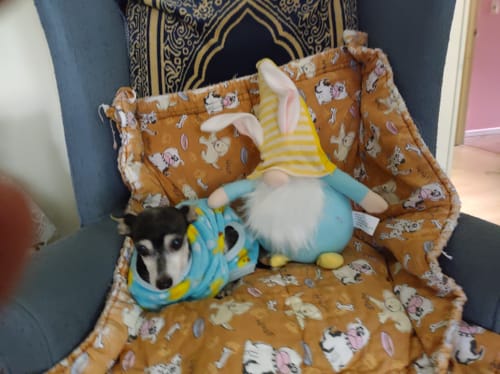 Customer photo review of Support our Rescue Animals (Feed A Friend)