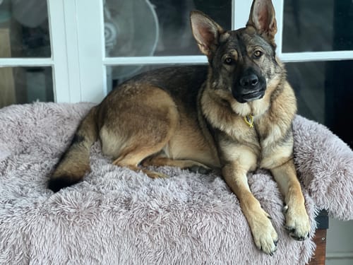 Customer photo review of Calming Couch Bed