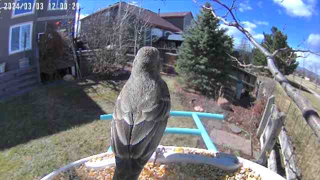 Customer photo review of Birdfy Solar Panel - Type C