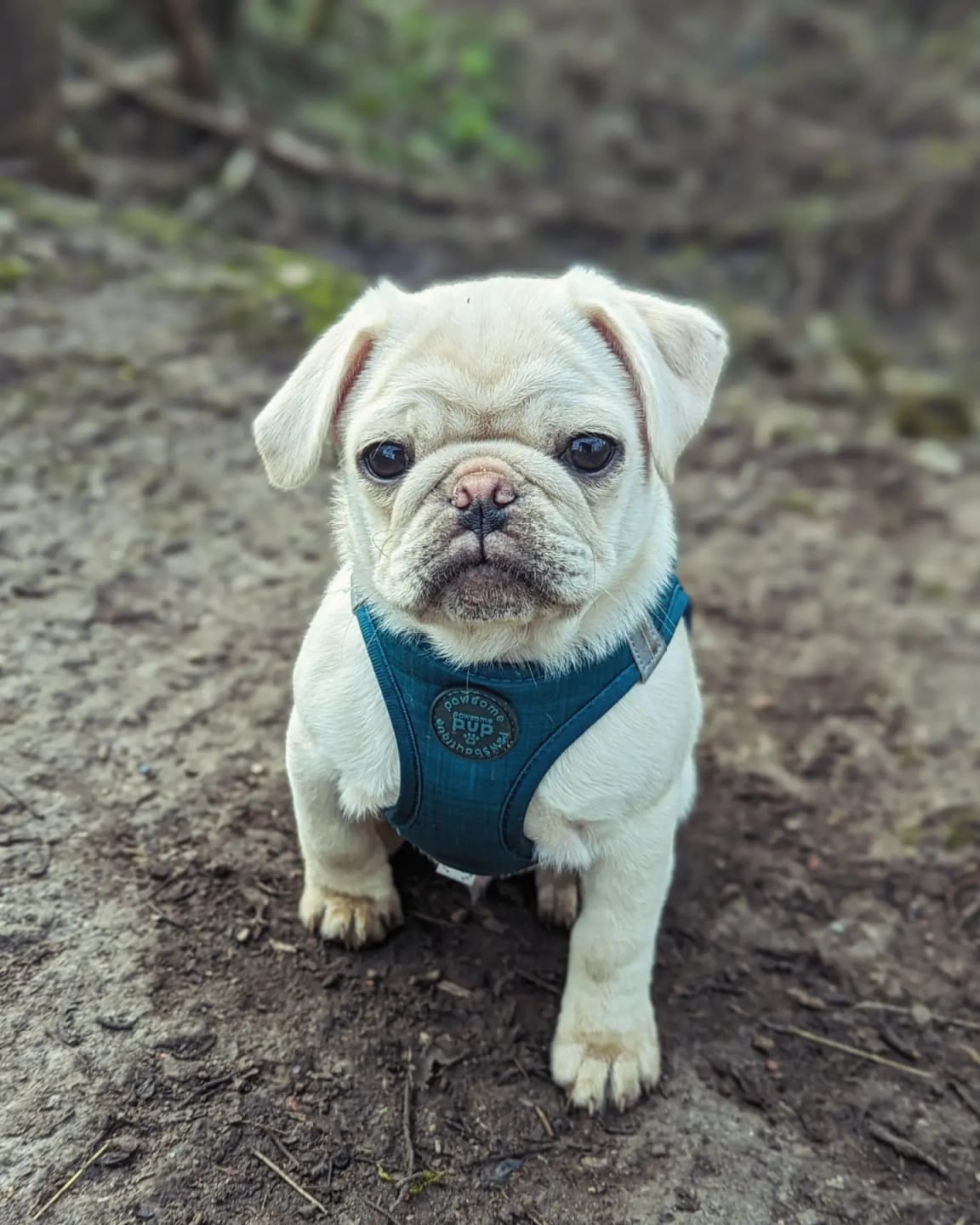 Customer photo review of Pawsome Pup Harness - Emerald
