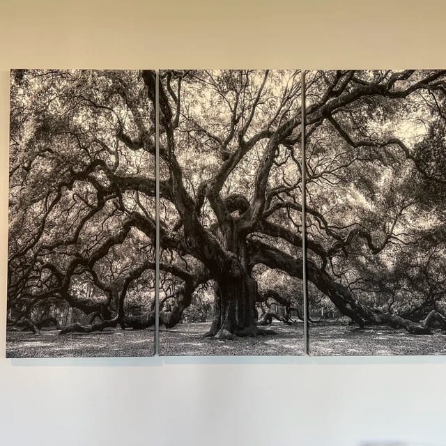 Customer photo review of Extra Large Black and White Old Angel Oak Tree Wall Art Canvas Print