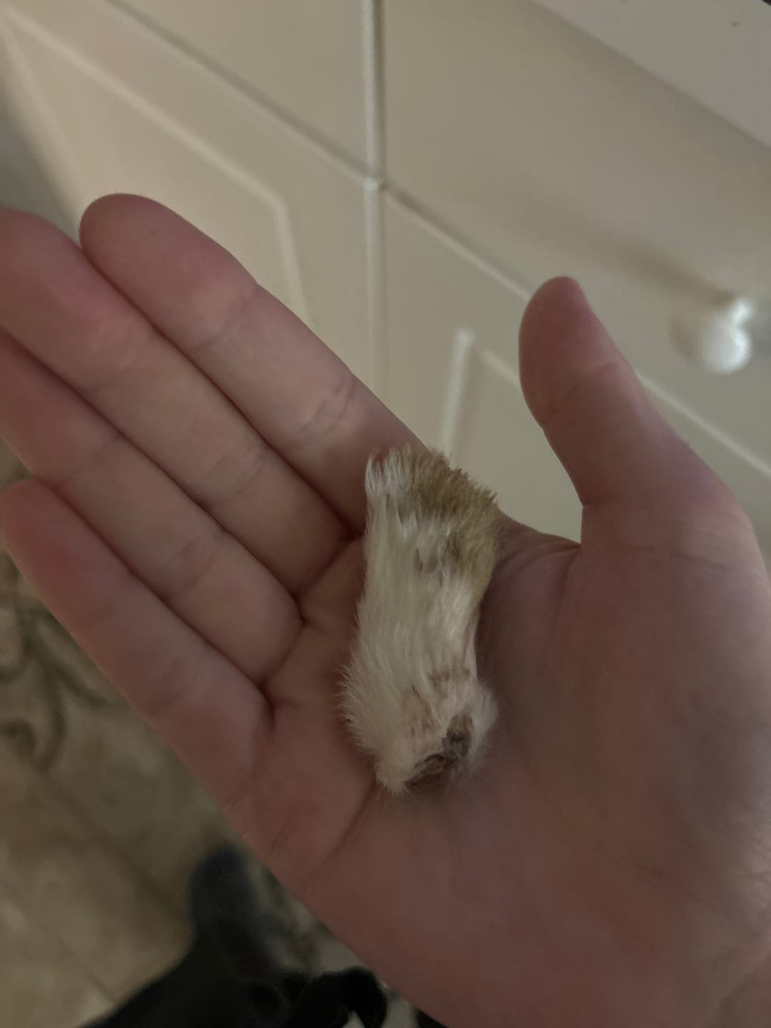 Customer photo review of Mini Rabbit Feet