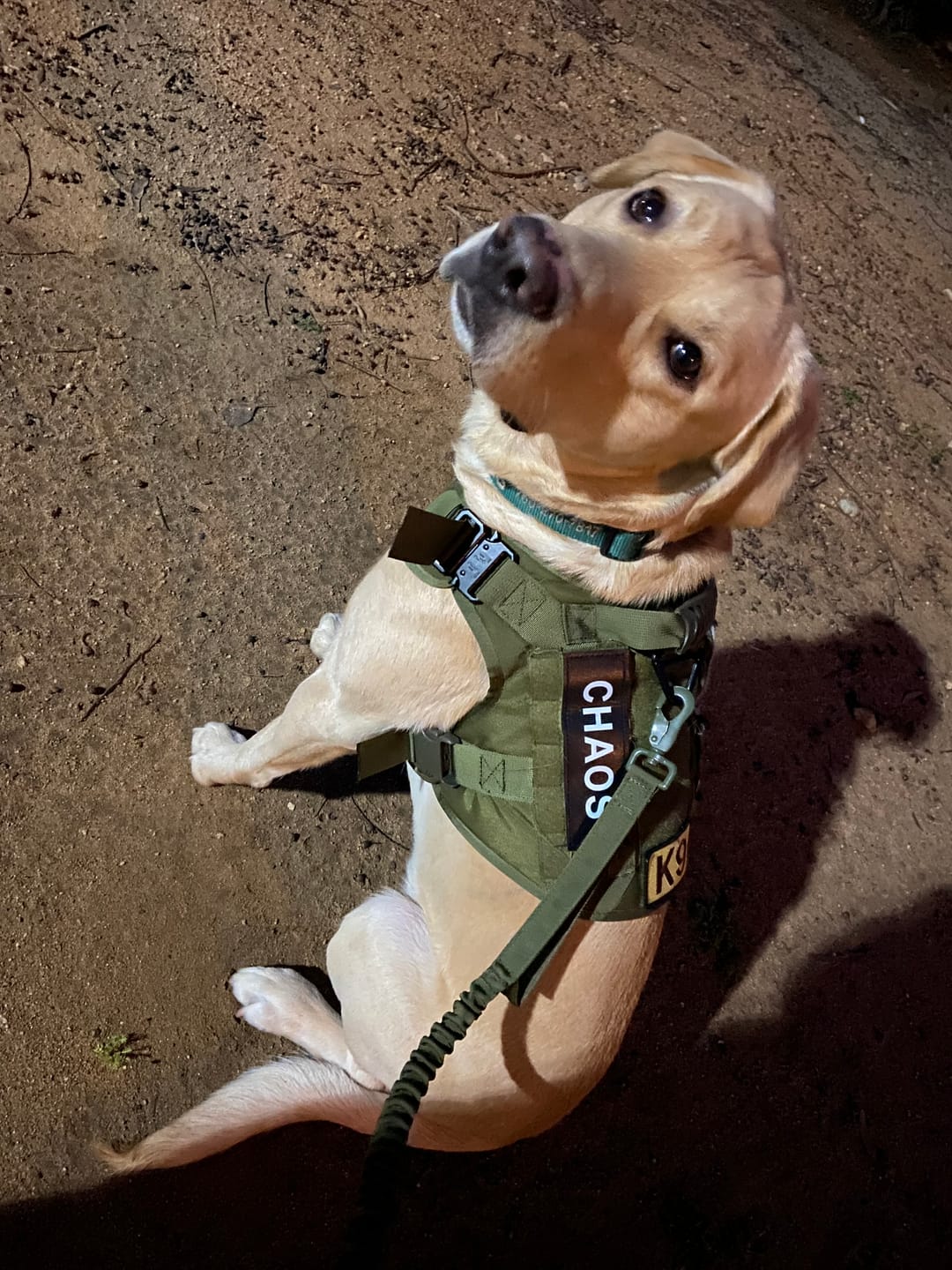 Customer photo review of Heavy-Duty Double-Handle Tactical Bungee K9 Dog Leash