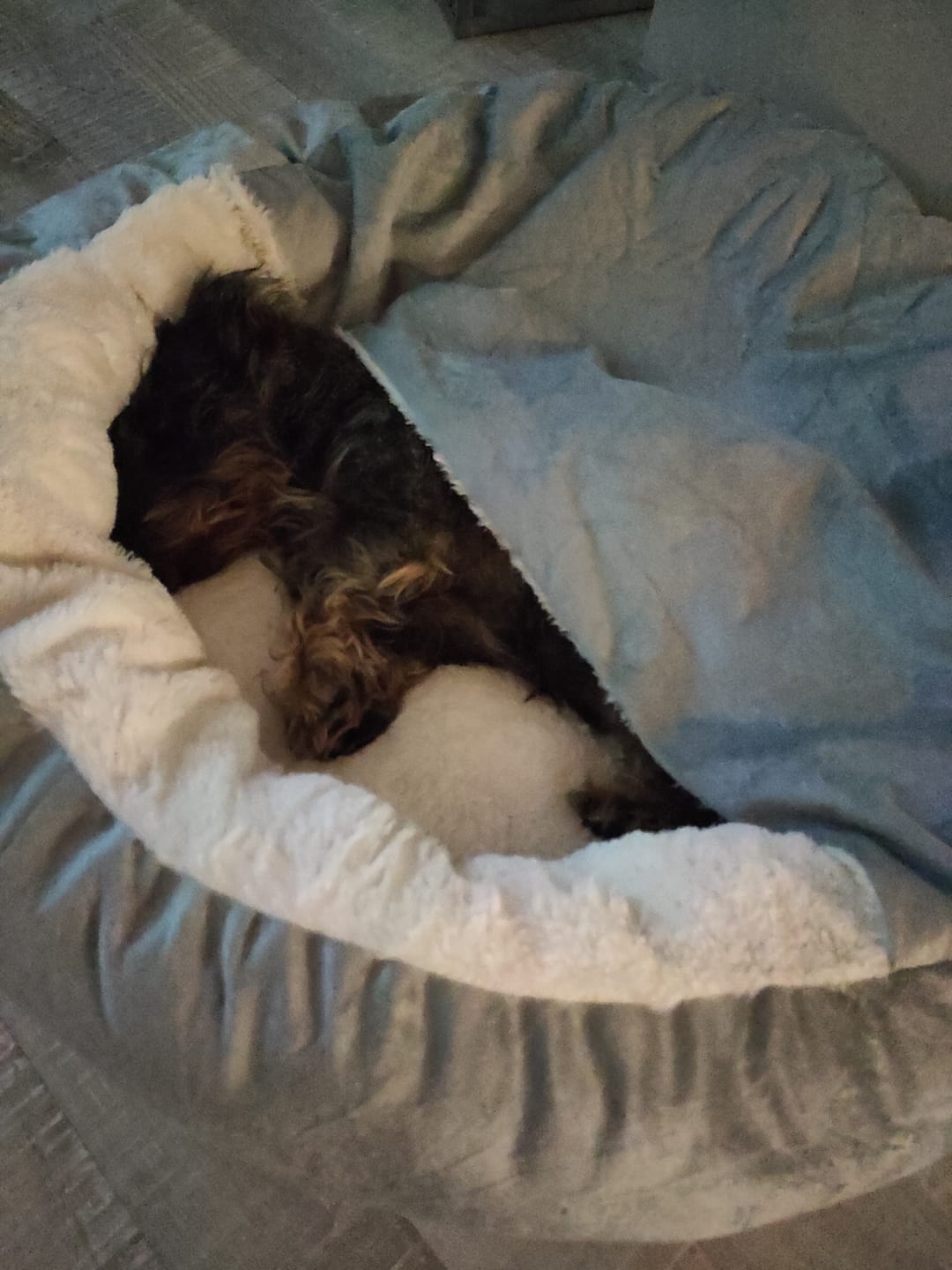 Customer photo review of *Neu*Emmalove - Kuschelhöhle für Hunde