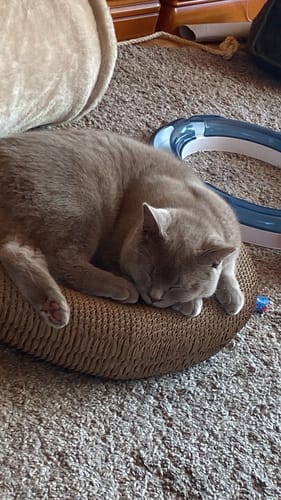 Customer photo review of Katzenbett Pawfect Relax