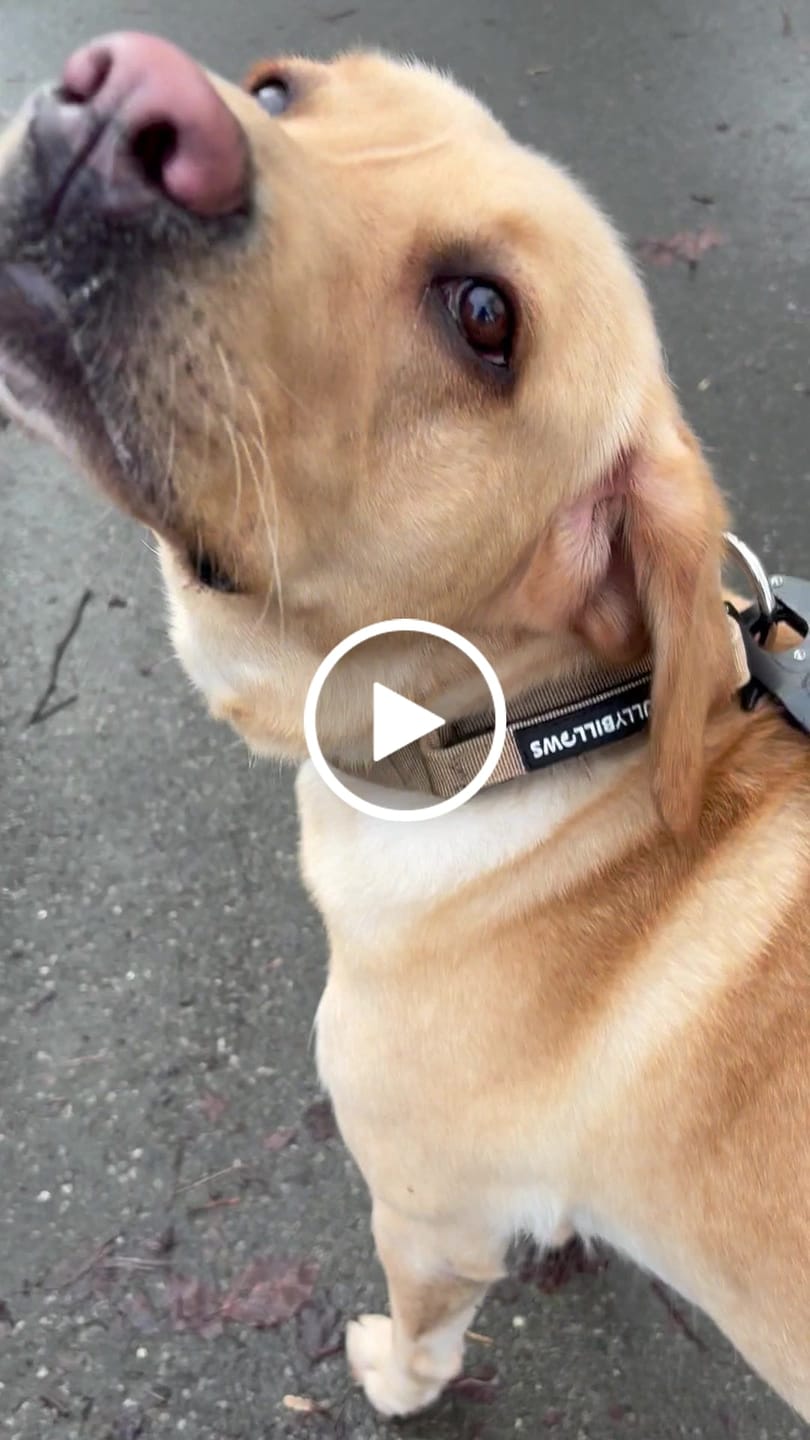 Customer video review of 1.4m Swivel Combat Lead | Neoprene Lined, Secure Rated Clip with Soft Handle - Military Tan