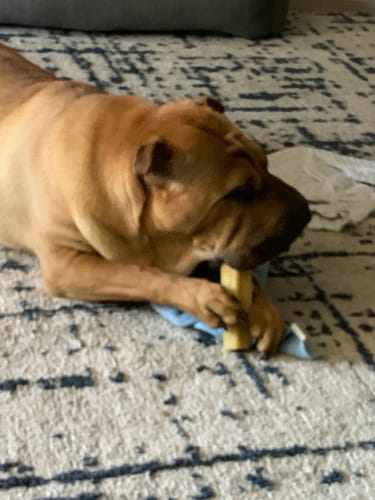 Customer photo review of Himalayan Yak Chews | Hours of Healthy Chewing