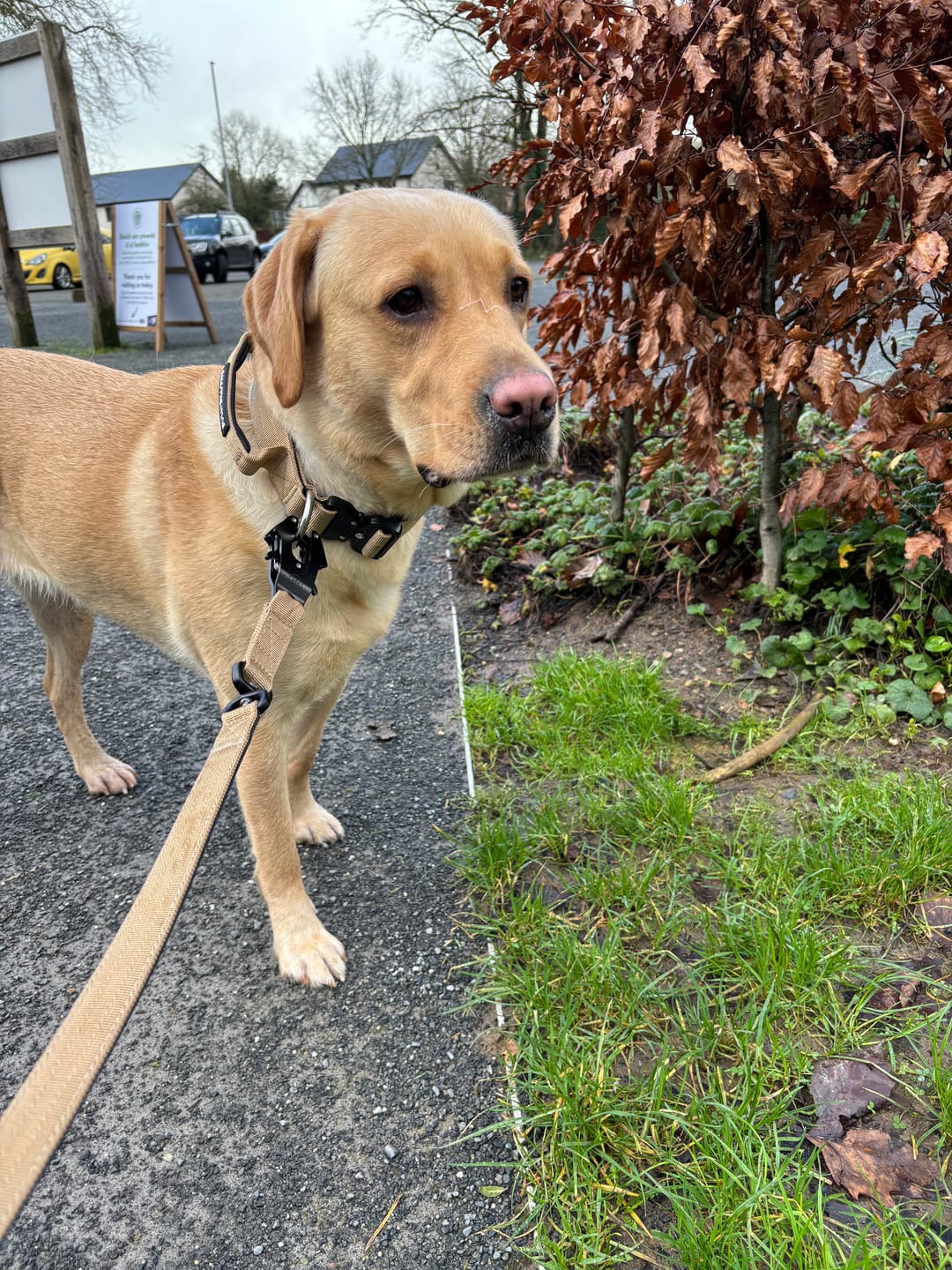 Customer photo review of 4cm Combat® Collar | With Handle & Rated Clip - Military Tan v2.0