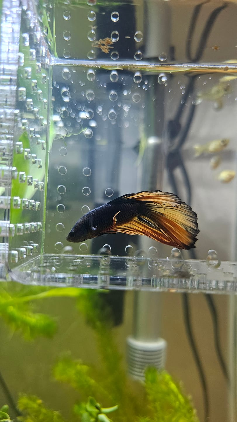 Customer photo review of Mustard Gas Blue Halfmoon Male Betta Fish