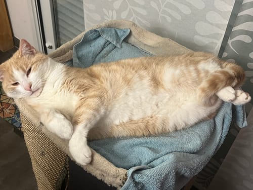 Avis photo d'un client sur Croquettes Chat Stérilisé Sans Céréales - Poulet