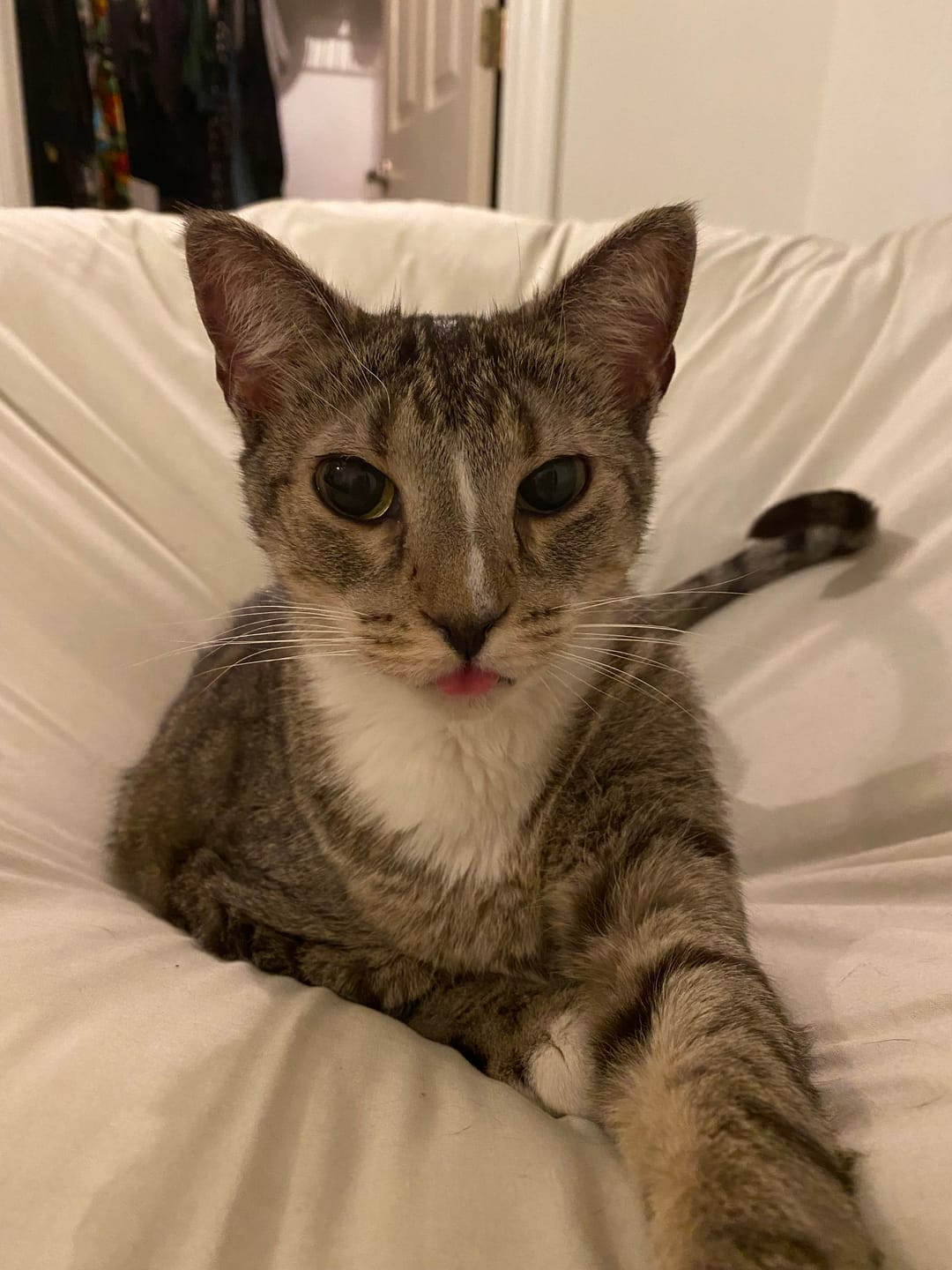 Customer photo review of Cat Calming & Aggression Aid