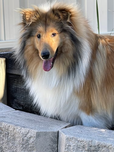 Customer photo review of Premium Kangaroo Chews