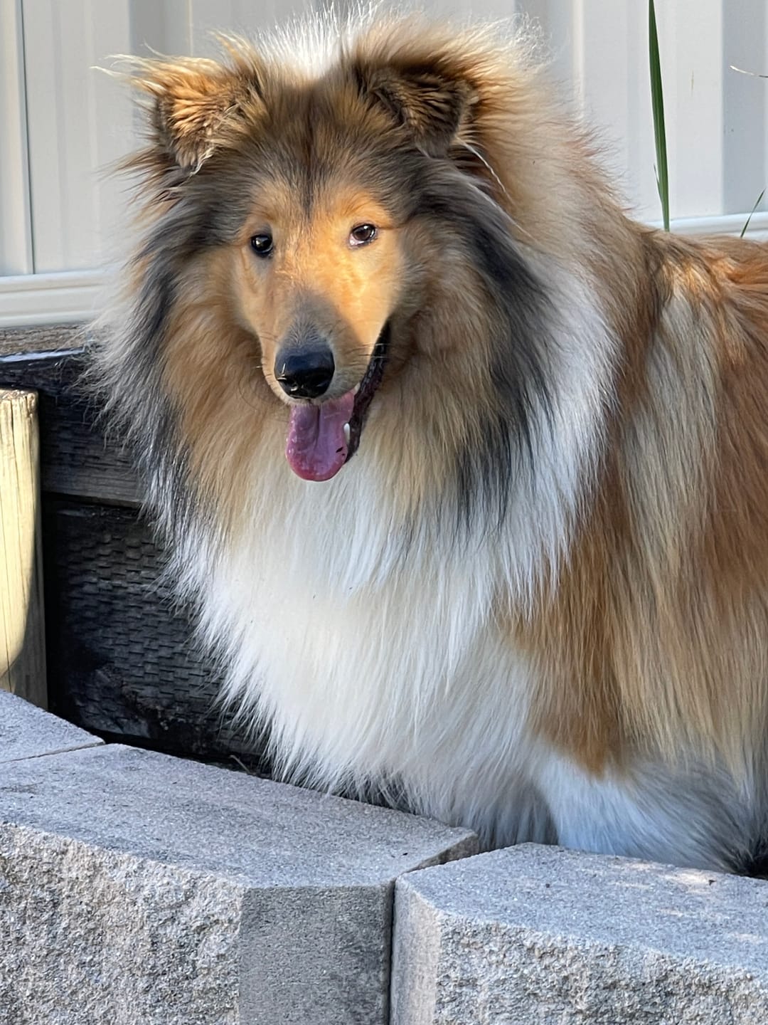 Customer photo review of Premium Kangaroo Chews