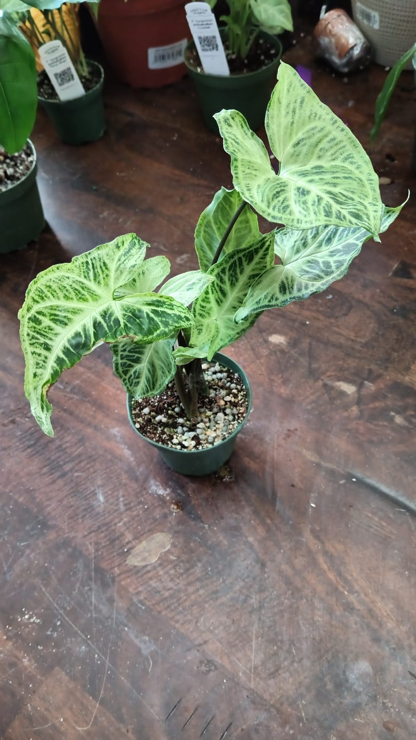Customer photo review of Syngonium podophyllum 'Batik'