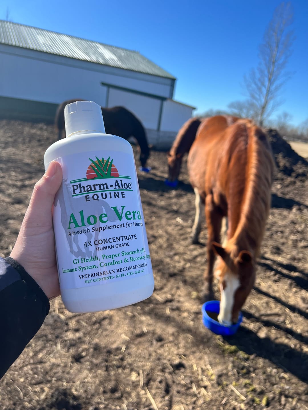Customer photo review of Equine Aloe Vera Juice