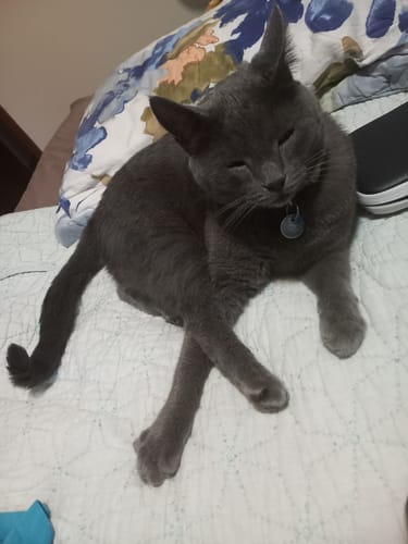 Customer photo review of RYERCAT Dual Sided Cat Toothbrush (Canada)