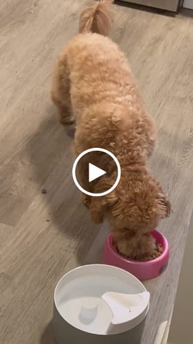 Customer video review of Pup Pot Meals - Just Add Beef & Egg