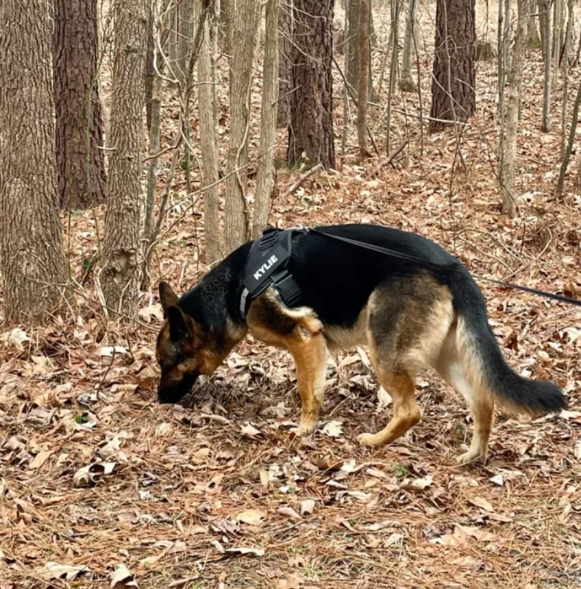 Customer photo review of Puppery™ Personalisiertes Anti-Zug Hundegeschirr