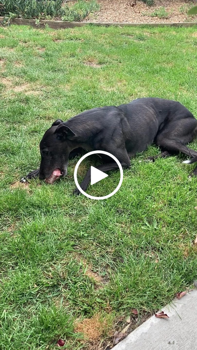 Customer video review of Turkey Necks | Raw Meaty Bones for Dogs