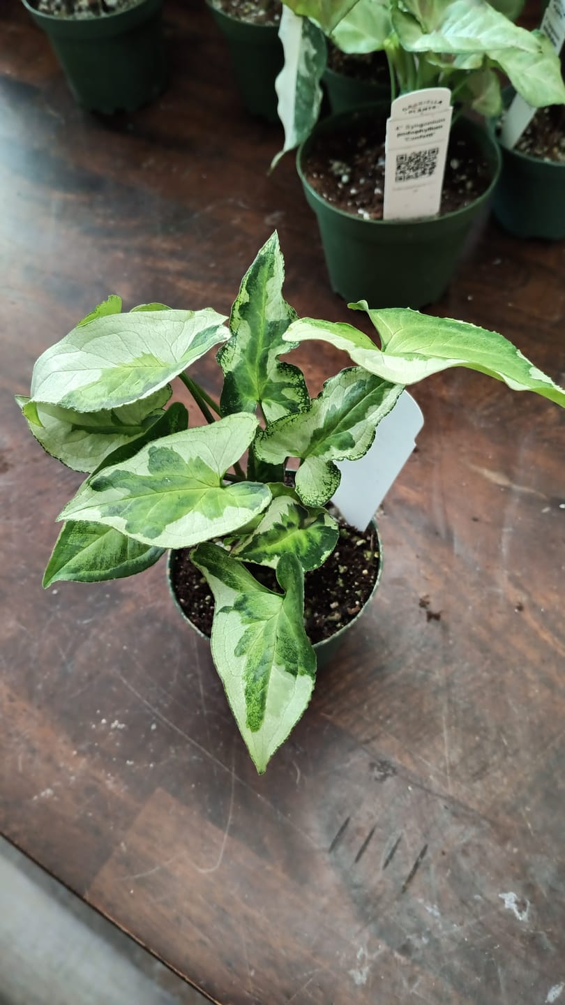 Customer photo review of Syngonium podophyllum 'Three Kings'